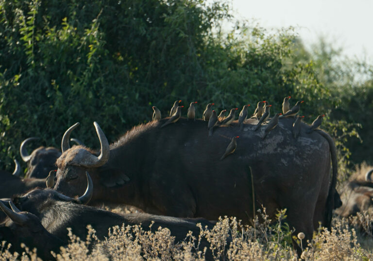 On The Road - Kabecoo - Botswana