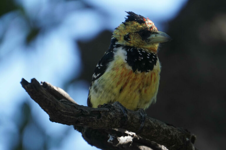 On The Road - Kabecoo - Botswana 8