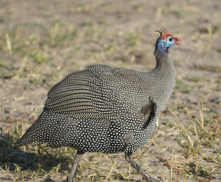 On The Road - Kabecoo - Botswana 6