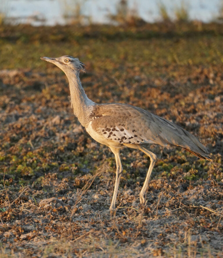 On The Road - Kabecoo - Botswana 7