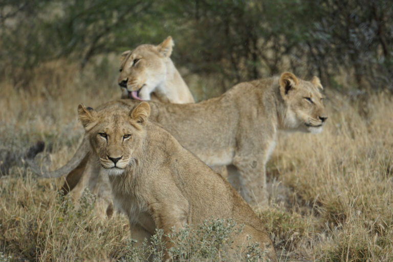 On The Road - Kabecoo - Botswana 15