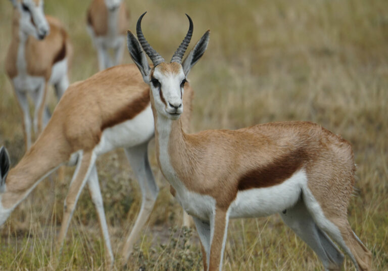 On The Road - Kabecoo - Botswana 26