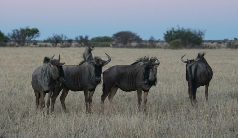 On The Road - Kabecoo - Botswana 24