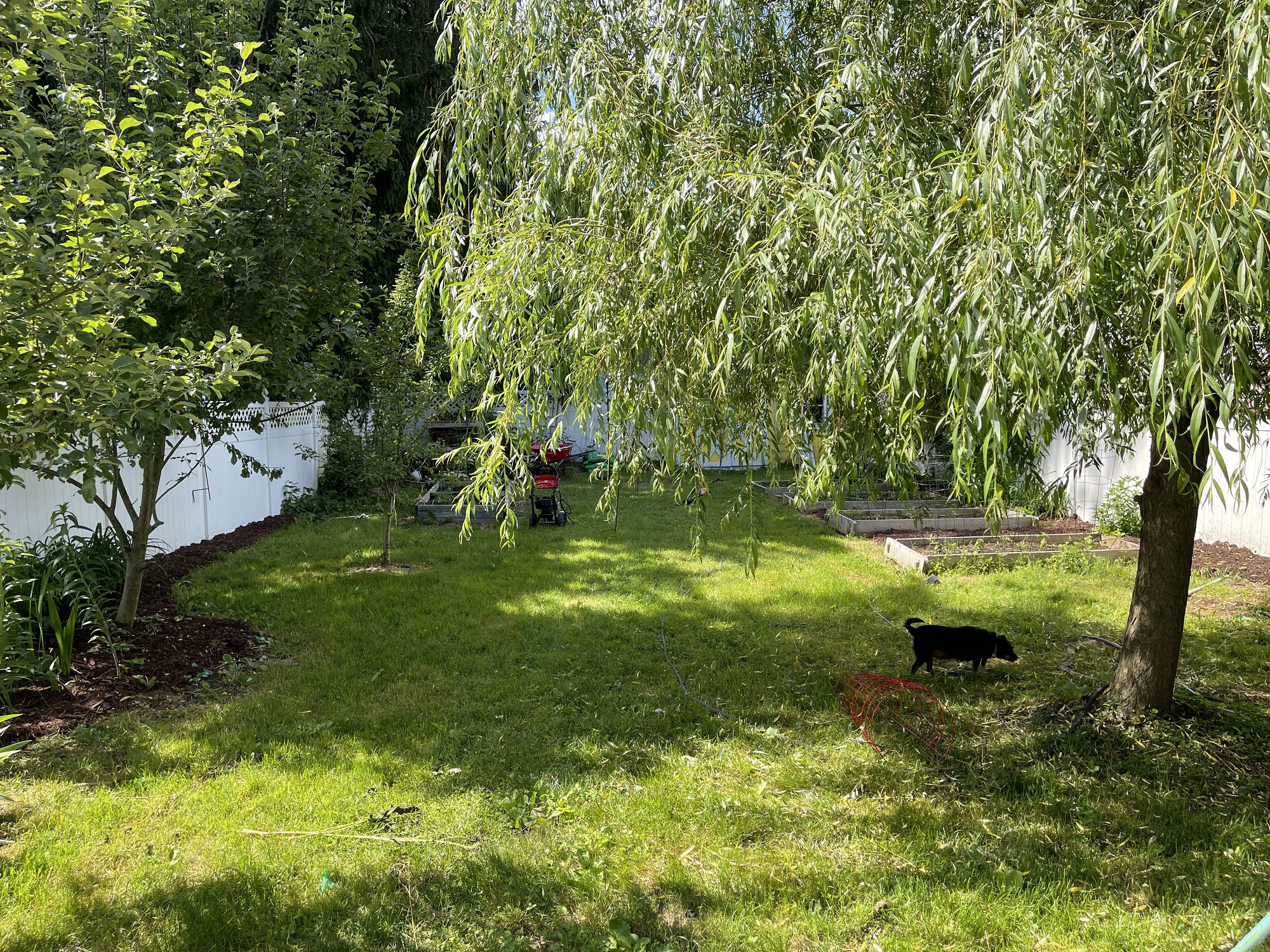 picture of the backyard
