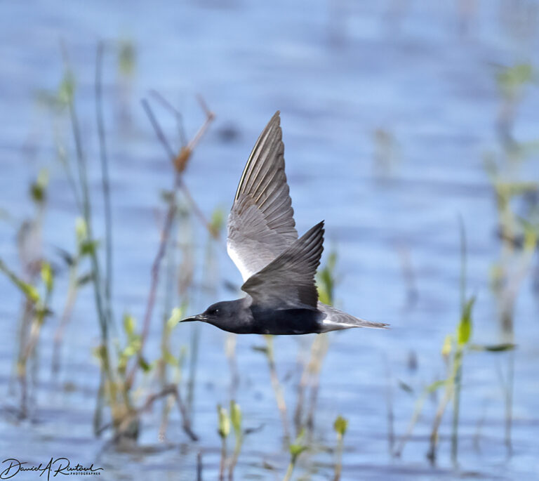 On The Road - Albatrossity - Nebraska Sandhills - Week 2 4