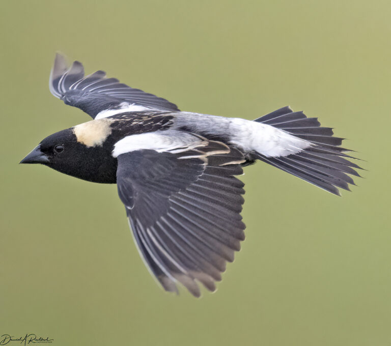 On The Road - Albatrossity - Nebraska Sandhills - Week 1 3