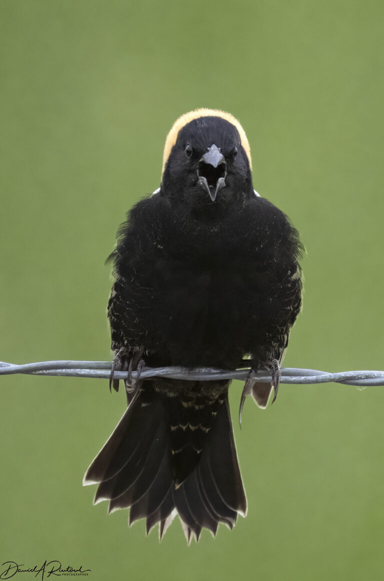 On The Road - Albatrossity - Nebraska Sandhills - Week 1 9