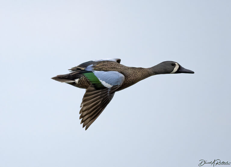 On The Road - Albatrossity - Nebraska Sandhills - Week 2 5