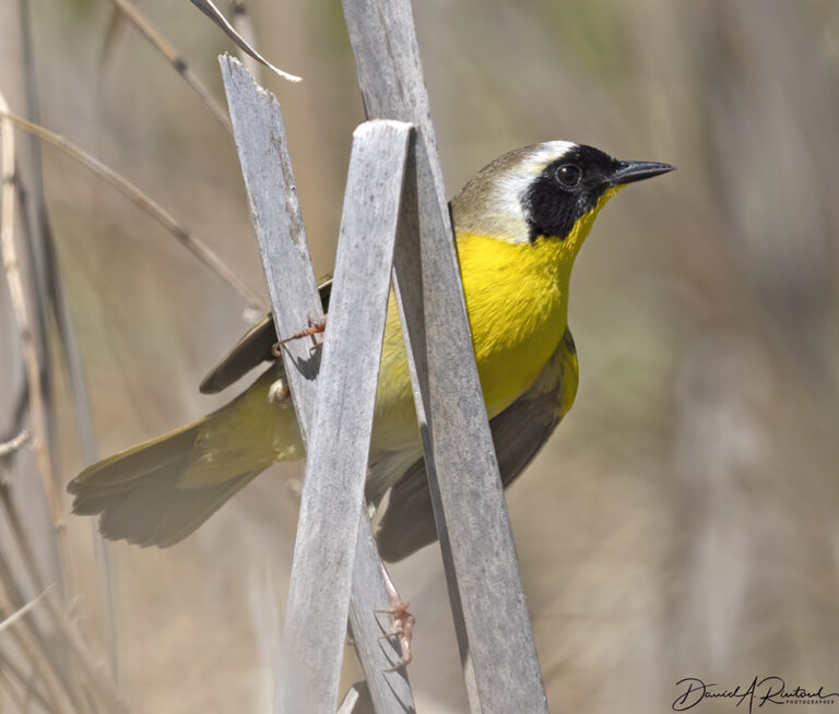 On The Road - Albatrossity - Nebraska Sandhills - Week 2 8