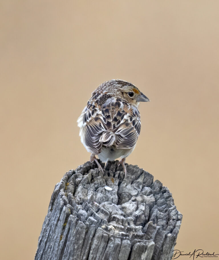 On The Road - Albatrossity - Nebraska Sandhills - Week 1 8