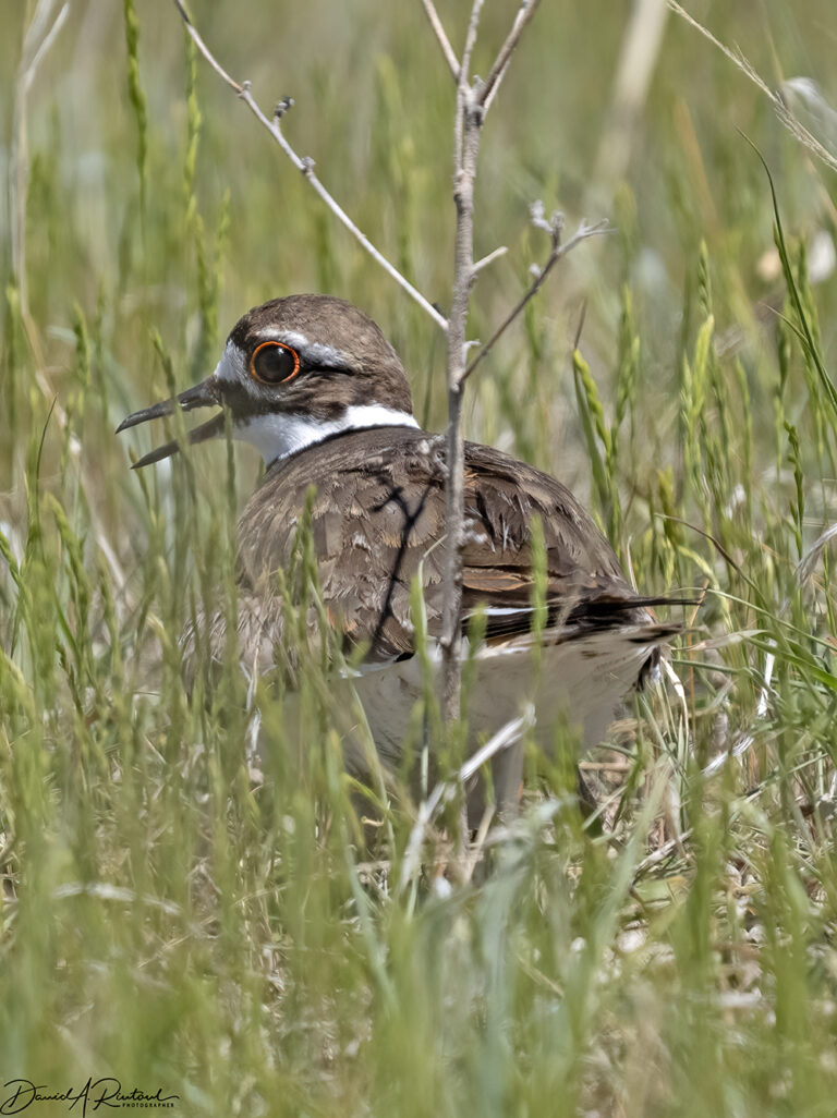 On The Road - Albatrossity - Nebraska Sandhills - Week 1 6