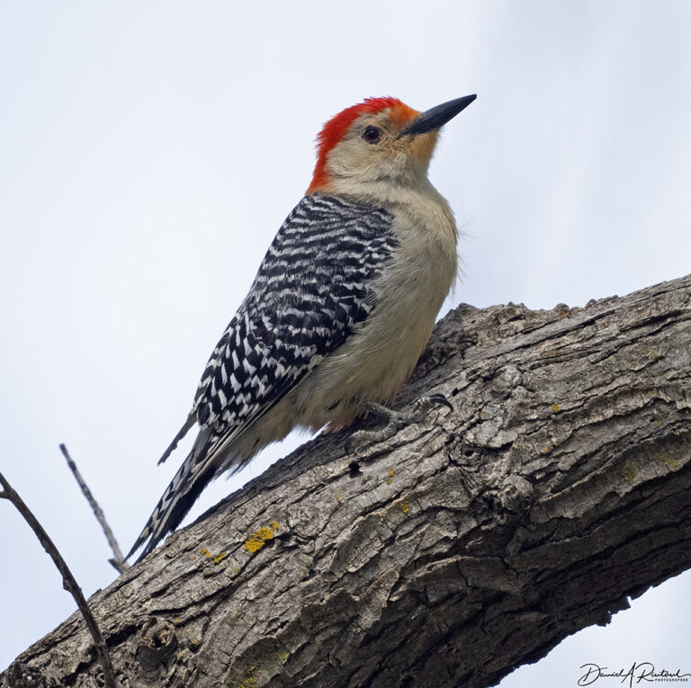 On The Road - Albatrossity - Spring 2022 in Flyover Country - Week 3 2