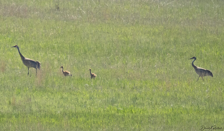 On The Road - Albatrossity - Nebraska Sandhills - Week 2 9