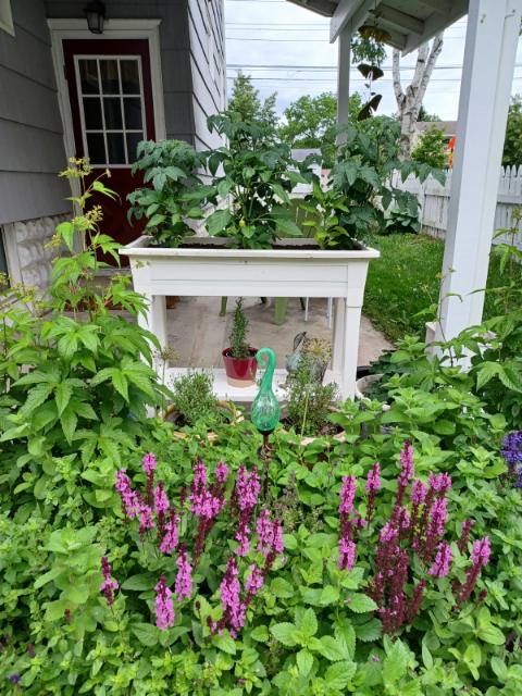 Sunday Morning Garden Chat: Greetings From the Finger Lakes Region 6