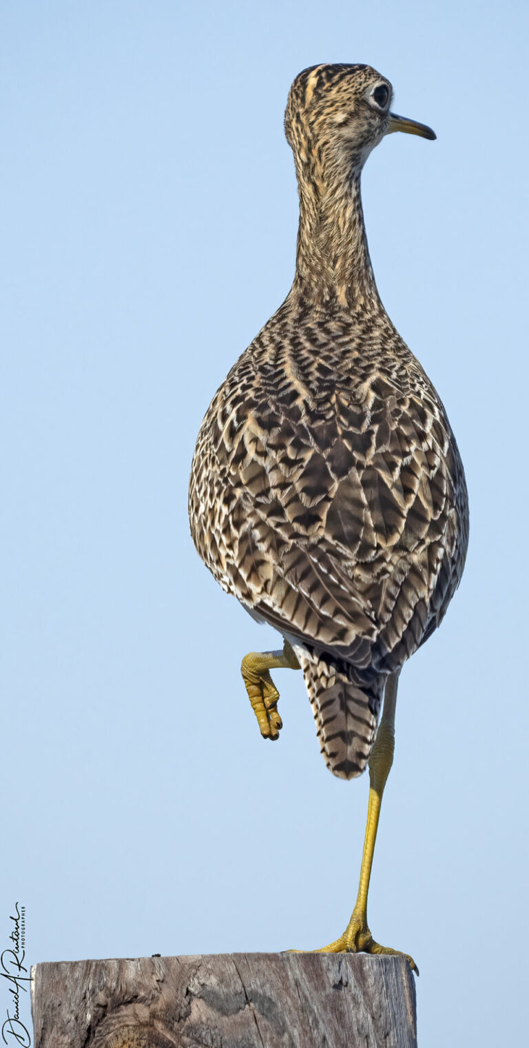 On The Road - Albatrossity - Nebraska Sandhills - Week 2 1