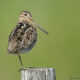 On The Road - Albatrossity - Spring plumage portraits - 2 9