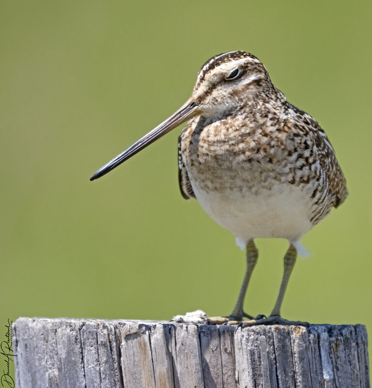 On The Road - Albatrossity - Nebraska Sandhills - Week 2 3