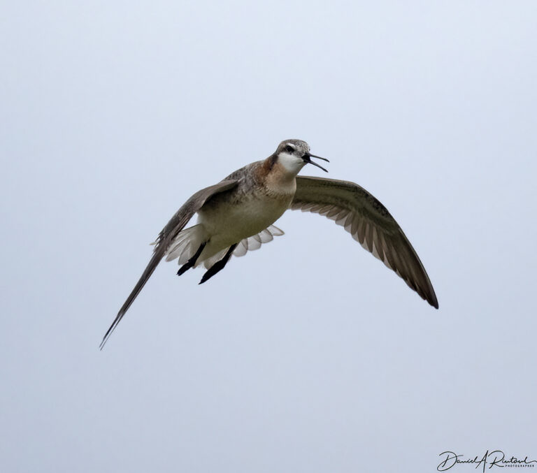 On The Road - Albatrossity - Nebraska Sandhills - Week 2 2