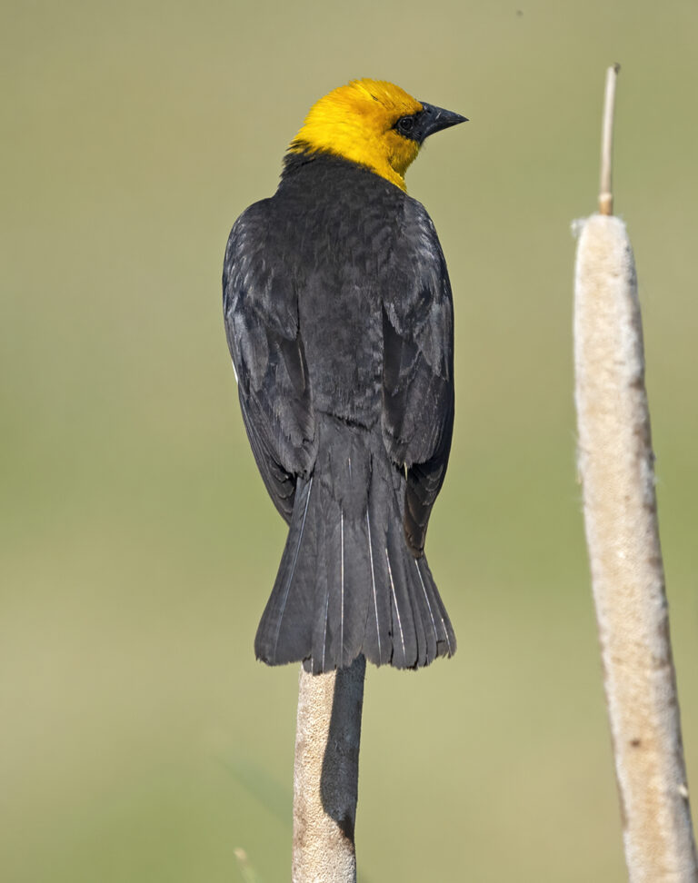 On The Road - Albatrossity - Nebraska Sandhills - Week 2 7