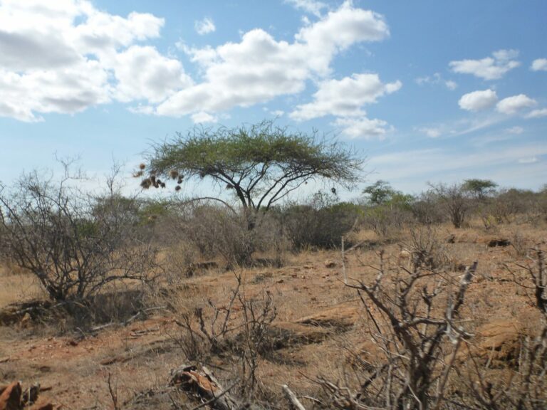 On The Road - way2blue - TSAVO NAT’L PARKS, KENYA IN JULY [2 of 8] 7