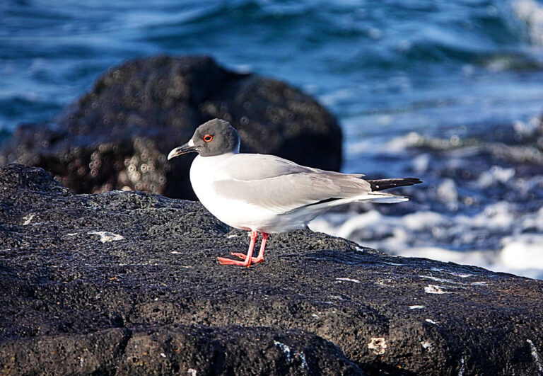 On The Road - lashonharangue - Galapagos - Part 2 7