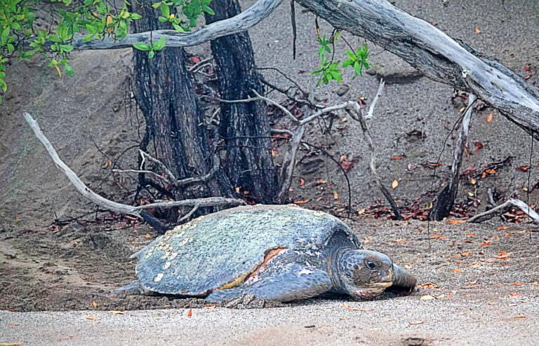 On The Road - lashonharangue - Galapagos - Part 7 7