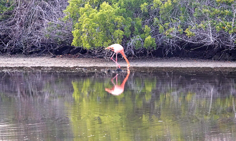 On The Road - lashonharangue - Galapagos - Part 8 15