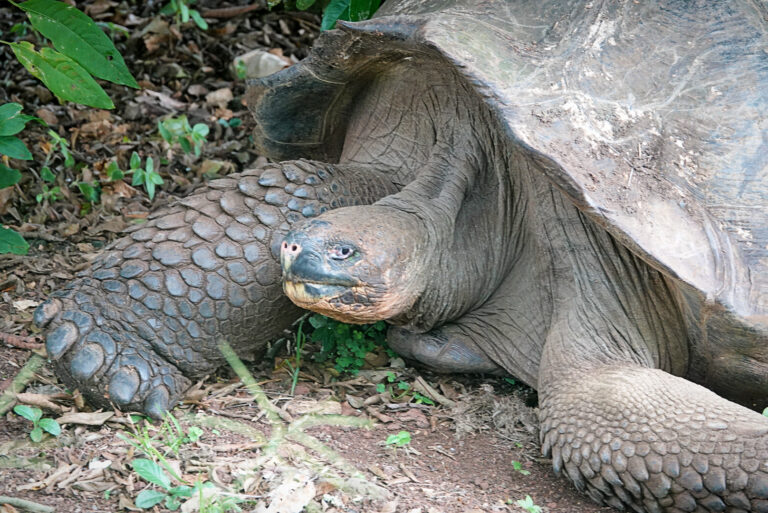 On The Road - lashonharangue - Galapagos - Part 5 6