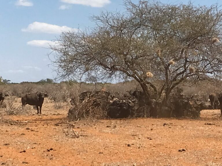 On The Road - way2blue - TSAVO NAT’L PARKS, KENYA IN JULY [4 of 8] 5