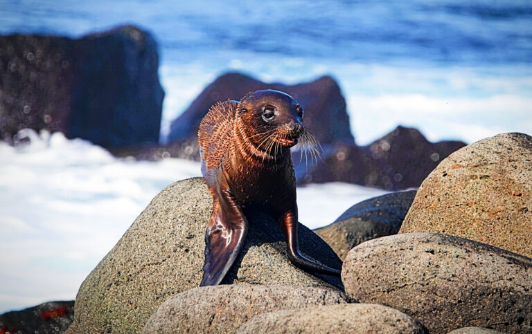 On The Road - lashonharangue - Galapagos - Part 2 6