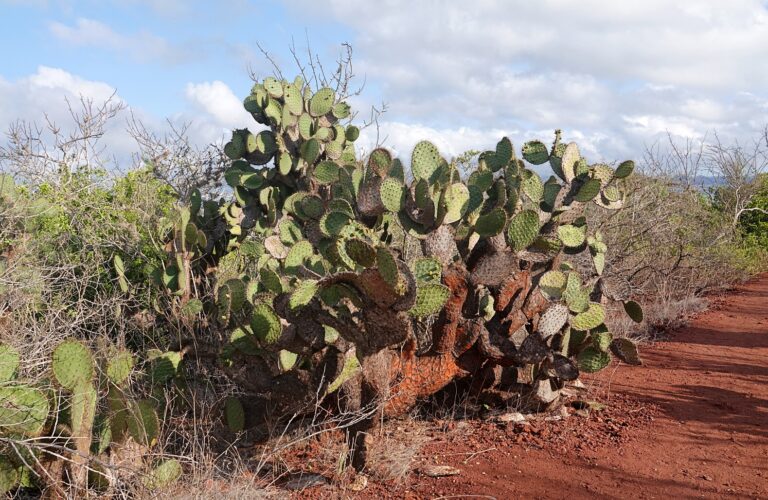 On The Road - lashonharangue - Galapagos - Part 3 5