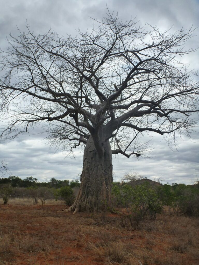 On The Road - way2blue - TSAVO NAT’L PARKS, KENYA IN JULY [2 of 8] 4