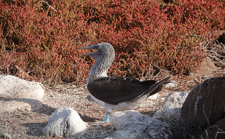 On The Road - lashonharangue - Galapagos - Part 2 4