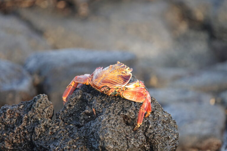 On The Road - lashonharangue - Galapagos - Part 8 12