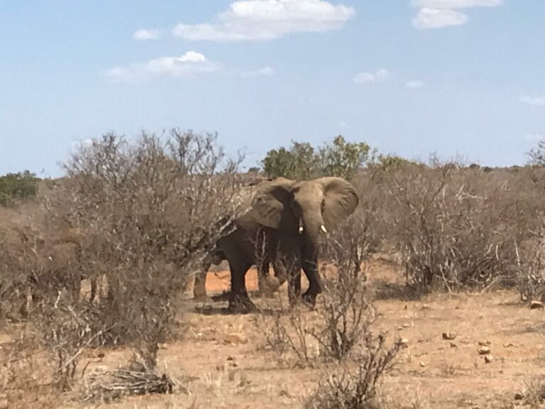 On The Road - way2blue - TSAVO NAT’L PARKS, KENYA IN JULY [4 of 8] 3