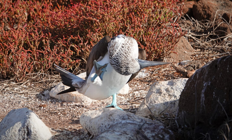 On The Road - lashonharangue - Galapagos - Part 2 3