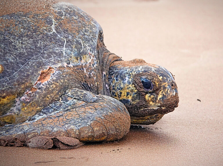 On The Road - lashonharangue - Galapagos - Part 7 4