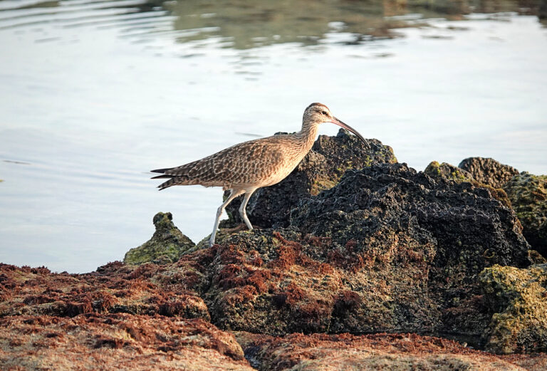 On The Road - lashonharangue - Galapagos - Part 8 11