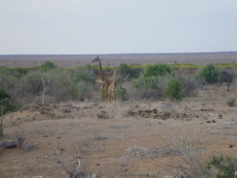 On The Road - way2blue - TSAVO NAT’L PARKS, KENYA IN JULY [6 of 8] 2