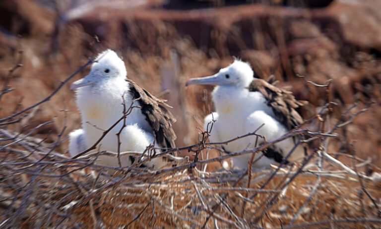 On The Road - lashonharangue - Galapagos - Part 2 1