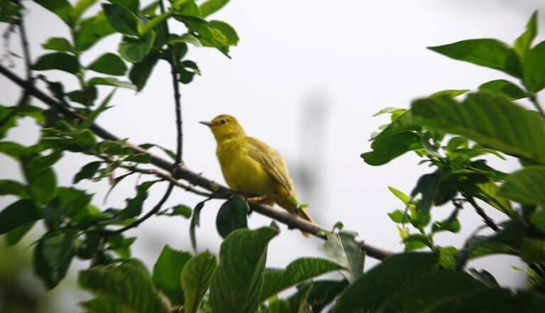 On The Road - lashonharangue - Galapagos - Part 4 3