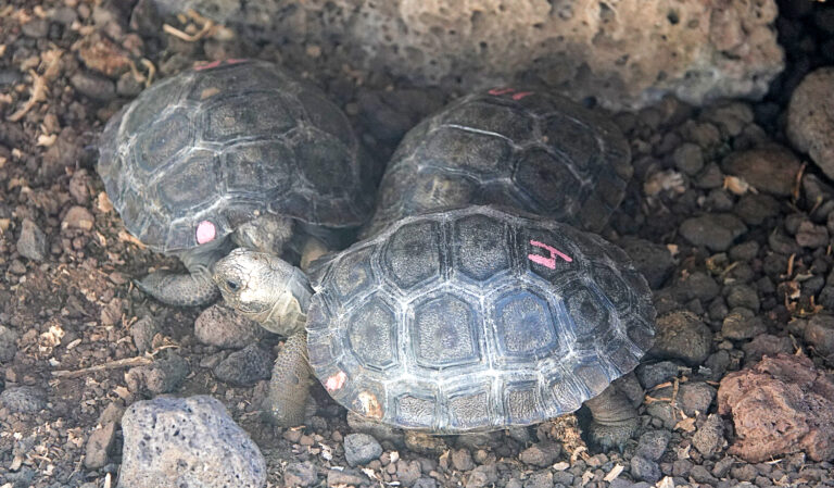 On The Road - lashonharangue - Galapagos - Part 5 2