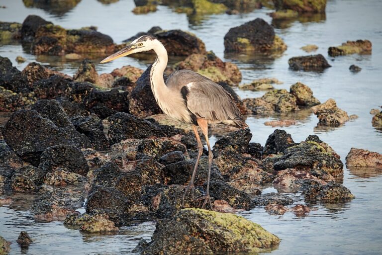 On The Road - lashonharangue - Galapagos - Part 8 10