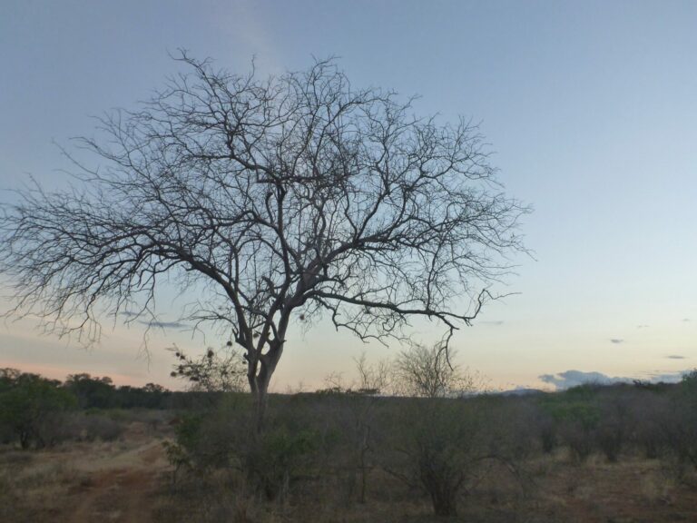 On The Road - way2blue - TSAVO NAT’L PARKS, KENYA IN JULY [1 of 8] 1