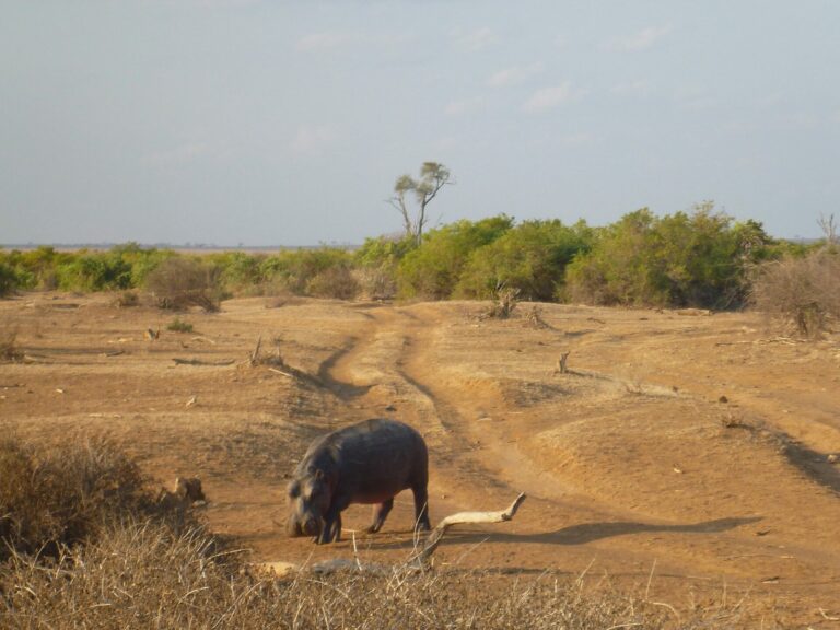 On The Road - way2blue - TSAVO NAT’L PARKS, KENYA IN JULY [6 of 8] 1