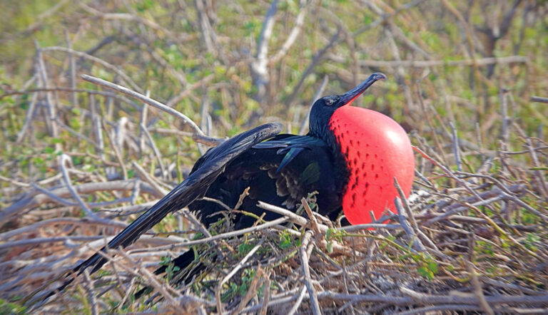 On The Road - lashonharangue - Galapagos - Part 2 2