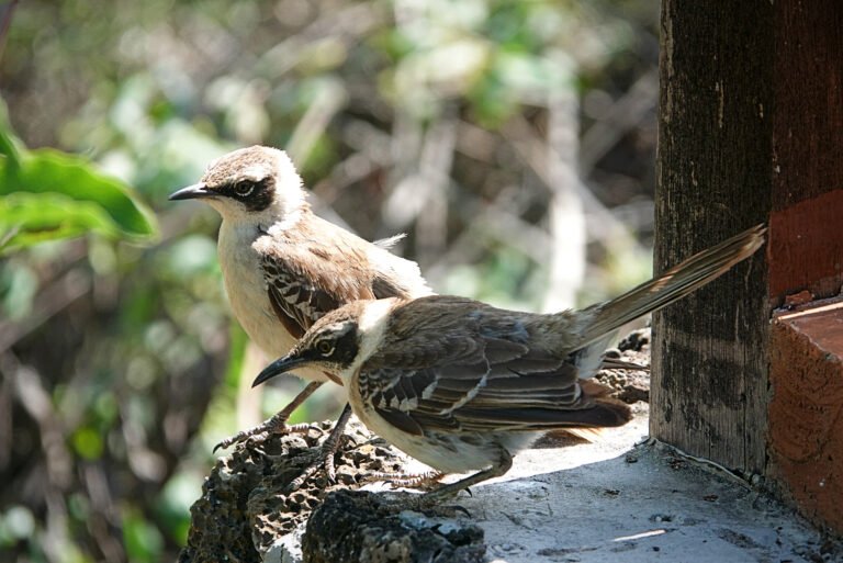 On The Road - lashonharangue - Galapagos - Part 5 1