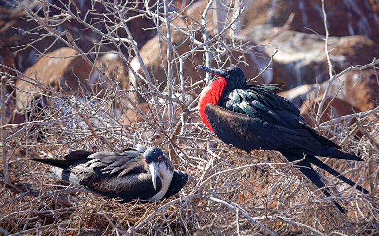 On The Road - lashonharangue - Galapagos - Part 2