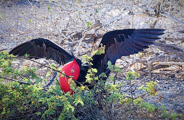 On The Road - lashonharangue - Galapagos - Part 6 6