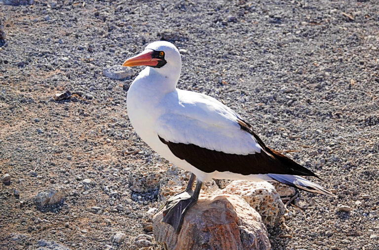 On The Road - lashonharangue - Galapagos - Part 6 5